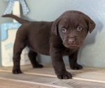 Small #4 Labrador Retriever