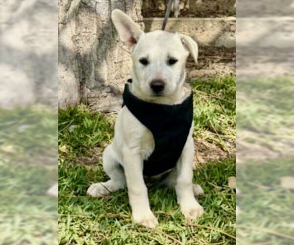 Medium Photo #2 Black Mouth Cur-Labrador Retriever Mix Puppy For Sale in San Diego, CA, USA