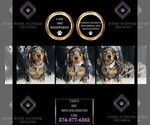 Small Photo #4 Dachshund Puppy For Sale in WARSAW, IN, USA