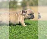 Small #1 French Bulldog
