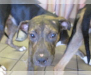 American Pit Bull Terrier-Unknown Mix Dogs for adoption in Ocala, FL, USA