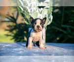 Puppy Hannah Boston Terrier