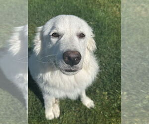 Great Pyrenees-Unknown Mix Dogs for adoption in Bend, OR, USA