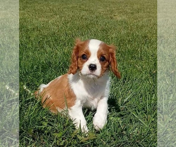 Medium Photo #4 Cavalier King Charles Spaniel Puppy For Sale in PORTAGE, MI, USA