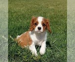 Small #3 Cavalier King Charles Spaniel