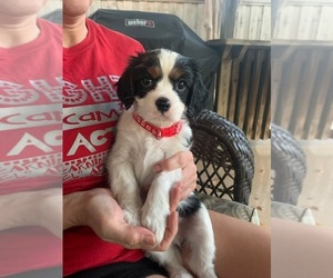 Cavalier King Charles Spaniel Puppy for sale in ROCKWALL, TX, USA