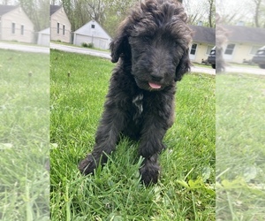 Bernedoodle Puppy for sale in MERRILLVILLE, IN, USA