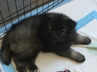 Keeshond Puppy for sale in DENVER, CO, USA