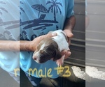 Small Photo #6 German Shorthaired Pointer Puppy For Sale in ORCHARD PARK, NY, USA