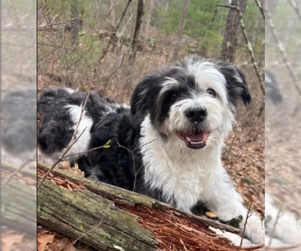 Medium Photo #3 Mutt Puppy For Sale in Cranston, RI, USA