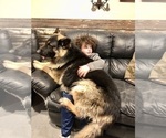 Small #18 German Shepherd Dog