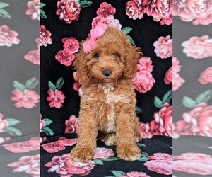 Cock-A-Poo Puppy for sale in BIRD IN HAND, PA, USA