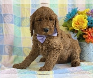 Goldendoodle Puppy for sale in LANCASTER, PA, USA
