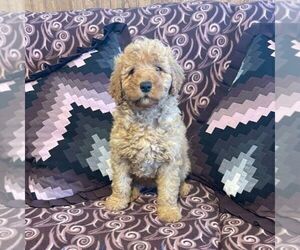 Goldendoodle (Miniature) Puppy for Sale in ROCKVILLE, Indiana USA