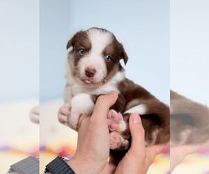 Border Collie Puppy for sale in CONWAY, MO, USA