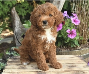 Goldendoodle (Miniature) Puppy for sale in BAY SHORE, NY, USA