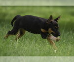 Small #4 Mutt