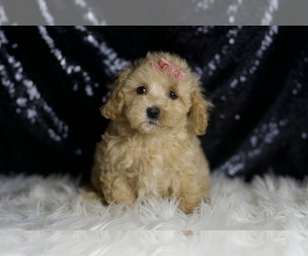 Medium Photo #127 Maltipoo Puppy For Sale in WARSAW, IN, USA