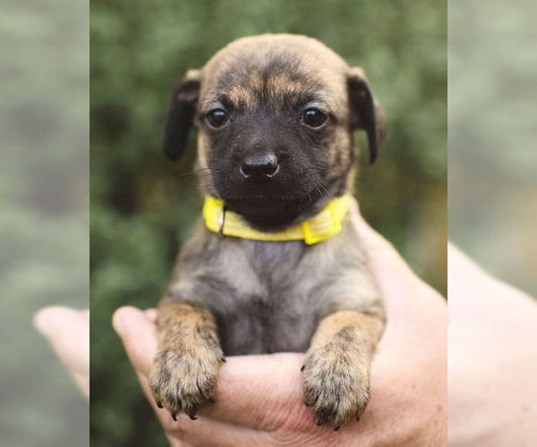 Medium Photo #6 Chi-Poo (Miniature) Puppy For Sale in Corona, CA, USA