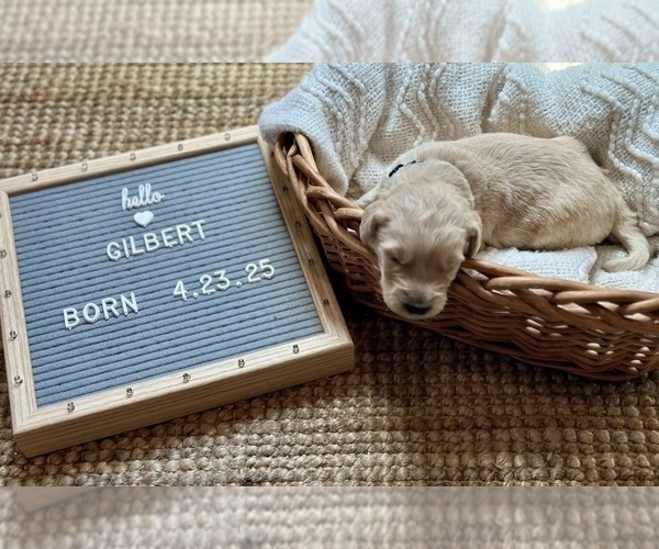 Medium Photo #7 Goldendoodle Puppy For Sale in MARICOPA, AZ, USA
