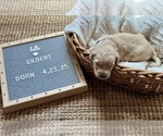Small #6 Goldendoodle
