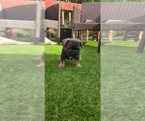 Medium Photo #1 French Bulldog Puppy For Sale in LEAVENWORTH, KS, USA