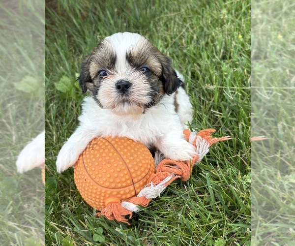 Medium Photo #2 Shih Tzu Puppy For Sale in MIDDLEBURY, IN, USA