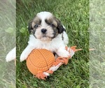 Small #1 Shih Tzu