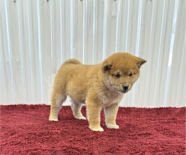 Medium Photo #1 Shiba Inu Puppy For Sale in CURTISS, WI, USA