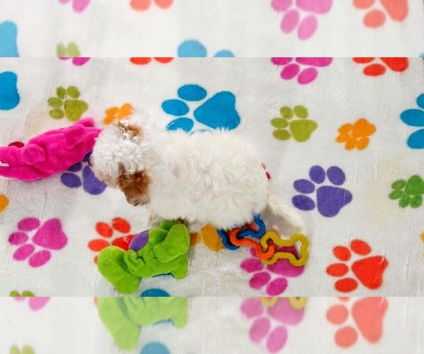 Medium Photo #12 Cavapoo (Miniature)-Poodle (Toy) Mix Puppy For Sale in ORO VALLEY, AZ, USA
