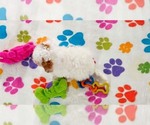 Small #11 Cavapoo (Miniature)-Poodle (Toy) Mix