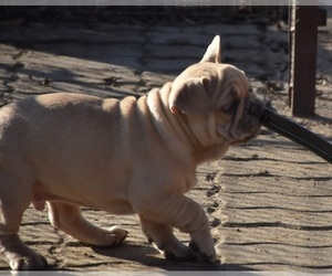 French Bulldog Puppy for sale in Pilis, Pest, Hungary