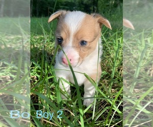 Pembroke Welsh Corgi Puppy for sale in GLADYS, VA, USA