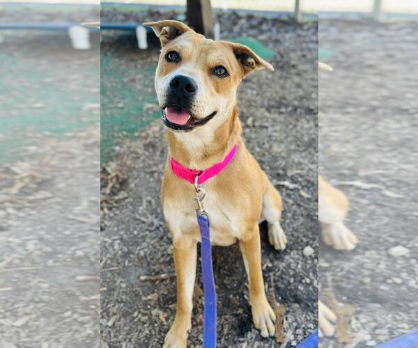 Medium Photo #1 Mutt Puppy For Sale in Clarkesville, GA, USA