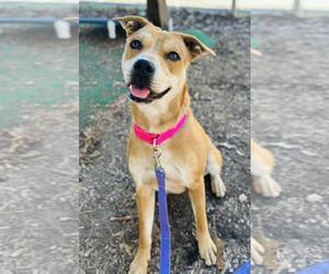 Mutt Dogs for adoption in Clarkesville, GA, USA