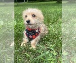 Small #11 Morkie