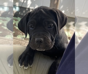 Medium Cane Corso