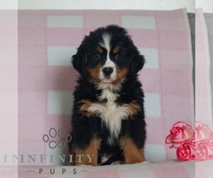 Bernese Mountain Dog Puppy for sale in ATGLEN, PA, USA