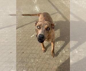 Mutt Dogs for adoption in HESPERIA, CA, USA