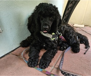 Poodle (Standard) Puppy for sale in JENSEN BEACH, FL, USA