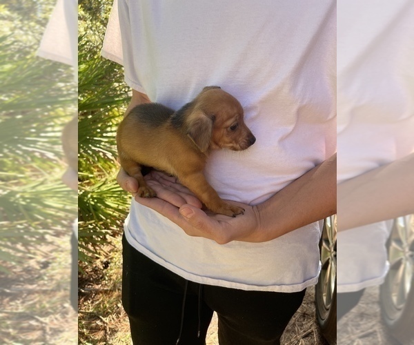 Medium Photo #5 Chihuahua-Chorkie Mix Puppy For Sale in SAINT AUGUSTINE, FL, USA