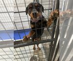 Small Photo #1 Rottweiler Puppy For Sale in Foristell, MO, USA