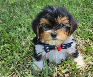 Biewer Terrier Puppy for sale in SARASOTA, FL, USA