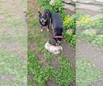 Small #5 Australian Cattle Dog