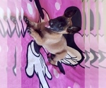 Small Photo #2 Belgian Malinois Puppy For Sale in SAN BERNARDINO, CA, USA