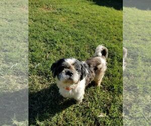 Shih Tzu Dogs for adoption in Pipe Creek, TX, USA