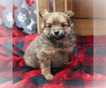 Puppy Beaver Yoranian