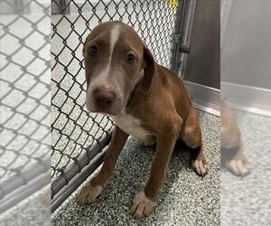 Plott Hound-Unknown Mix Dogs for adoption in Salisbury, NC, USA