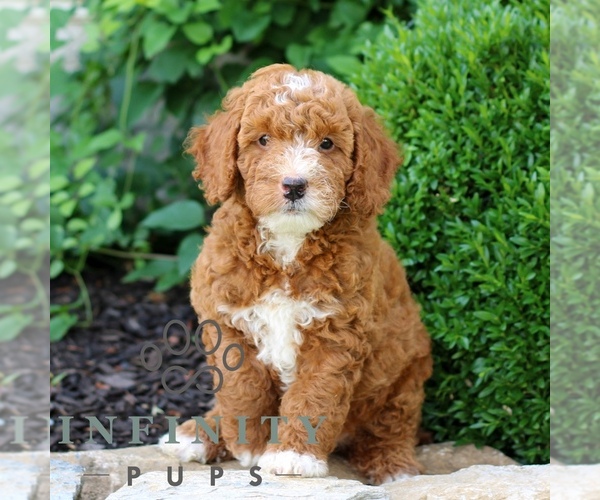 Medium Photo #5 Goldendoodle (Miniature) Puppy For Sale in LITITZ, PA, USA