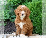 Small #4 Goldendoodle (Miniature)